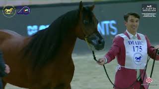N 175 FA EL RASHEEM   Dubai International Arabian Horse Championship 2024   Stallions 10+ Years Old
