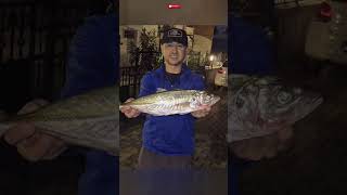 Rumeli Hisarı Çapari Ile Istavrit Avı Lüfer,Çinekop Ik