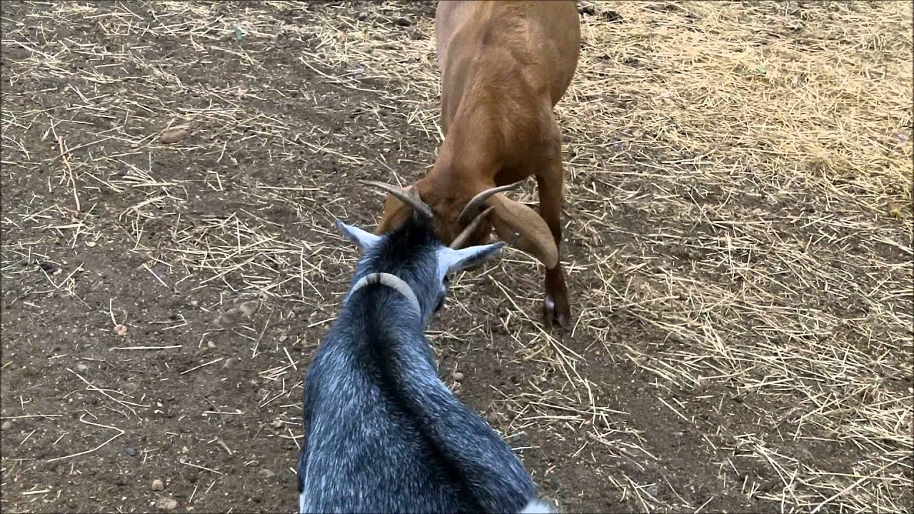 Goats headbutting