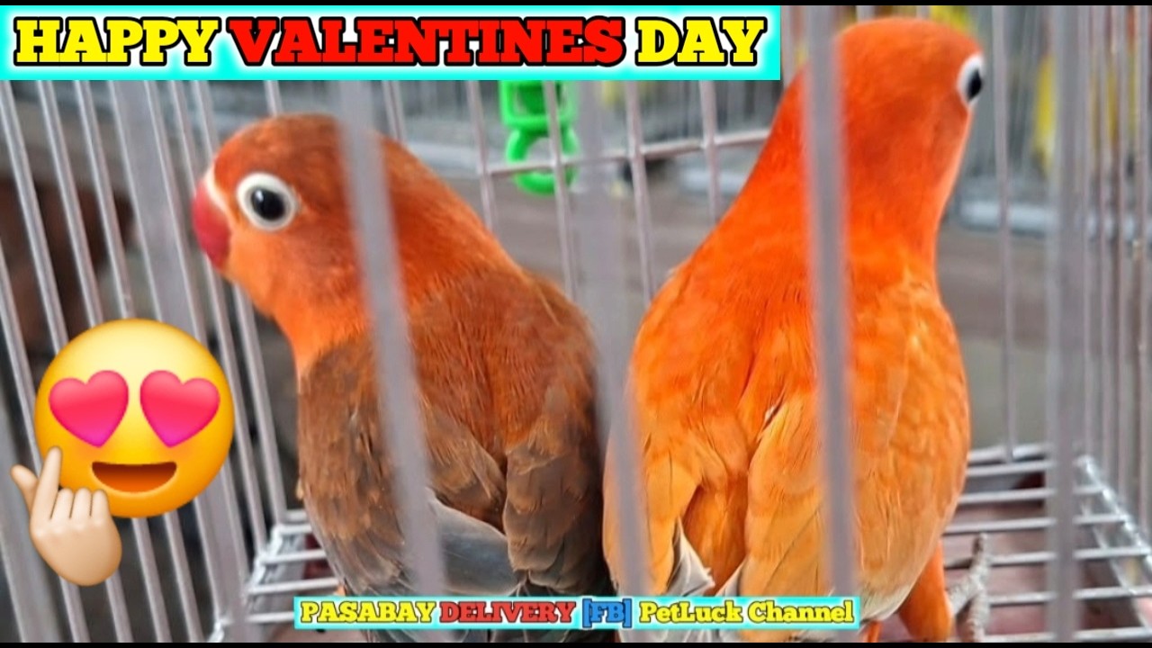 LOVEBIRDS SUPER SALE SA HULONG DUHAT MALABON PET MARKET