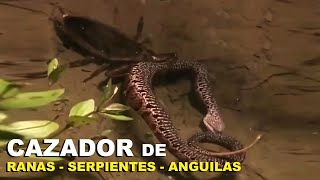 Cazador de Ranas y Serpientes: El Chinche GIGANTE de Agua | Cucaracha de Agua | Lethocerus - Quom