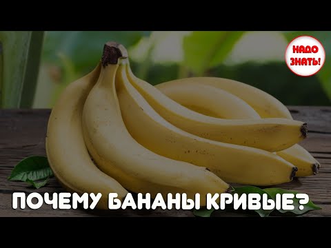 Почему бананы кривые?