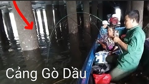 Tổng Hợp Video Câu Cá Nâu ( Hói) Chân Trụ Cảng VeDang Gò Dầu Mỹ Xuân || Đam mê câu cá