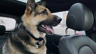 Dog realizes he's at the vet, gives priceless reaction