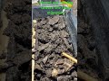 Worm bin migration