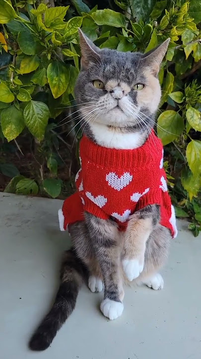 Sweater Weather ❤️..#sweaterweather #sweater #sweaterseason #chillyweather #babyitscoldoutside