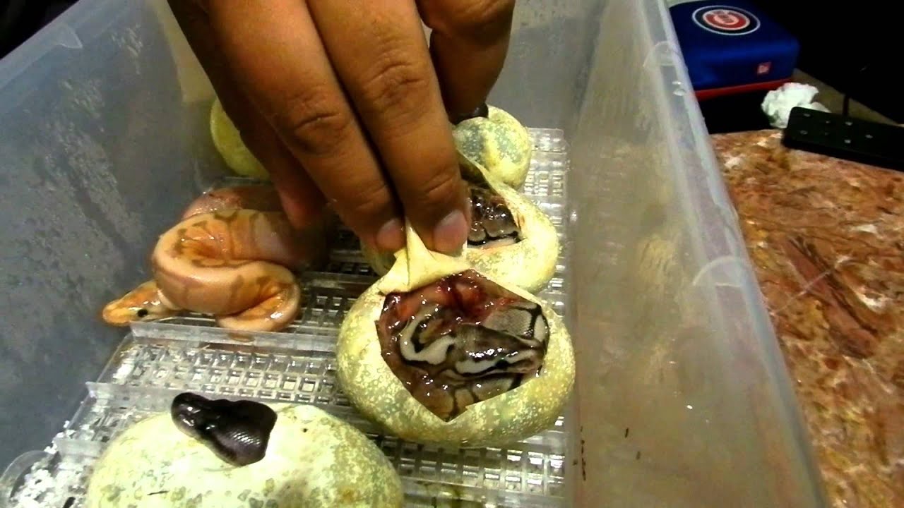 geckos food cutting the 5th clutch of the season 2015