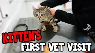 Kitten's First Visit to the Vet.
