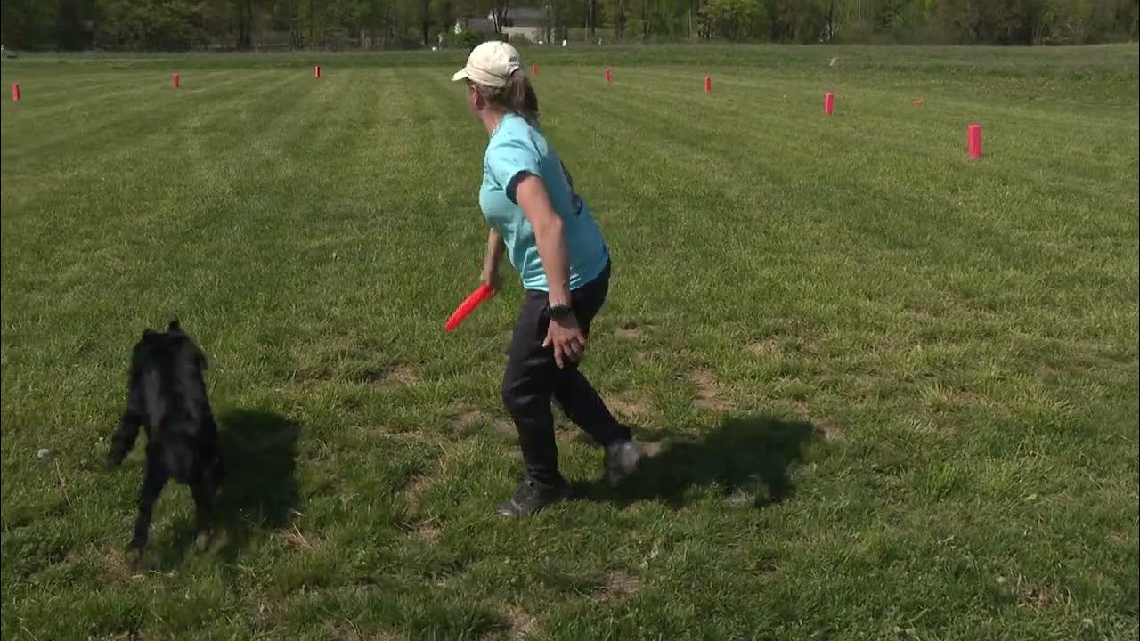 Duke's K9 Dash n' Splash Frisbee search and rescue YouTube