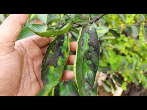 Video: Mengapa daun pir menjadi hitam? Bagaimana untuk menangani penyakit ini?