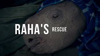 The Rescue of Raha, An Orphaned Rhino | Sheldrick Trust