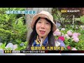 端午賞花兼避暑！ 杉林溪12萬株繡球花齊綻放@newsebc