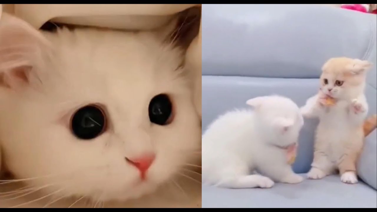 CUTEST Animals from TIKTOK that will MAKE YOUR DAY... - YouTube