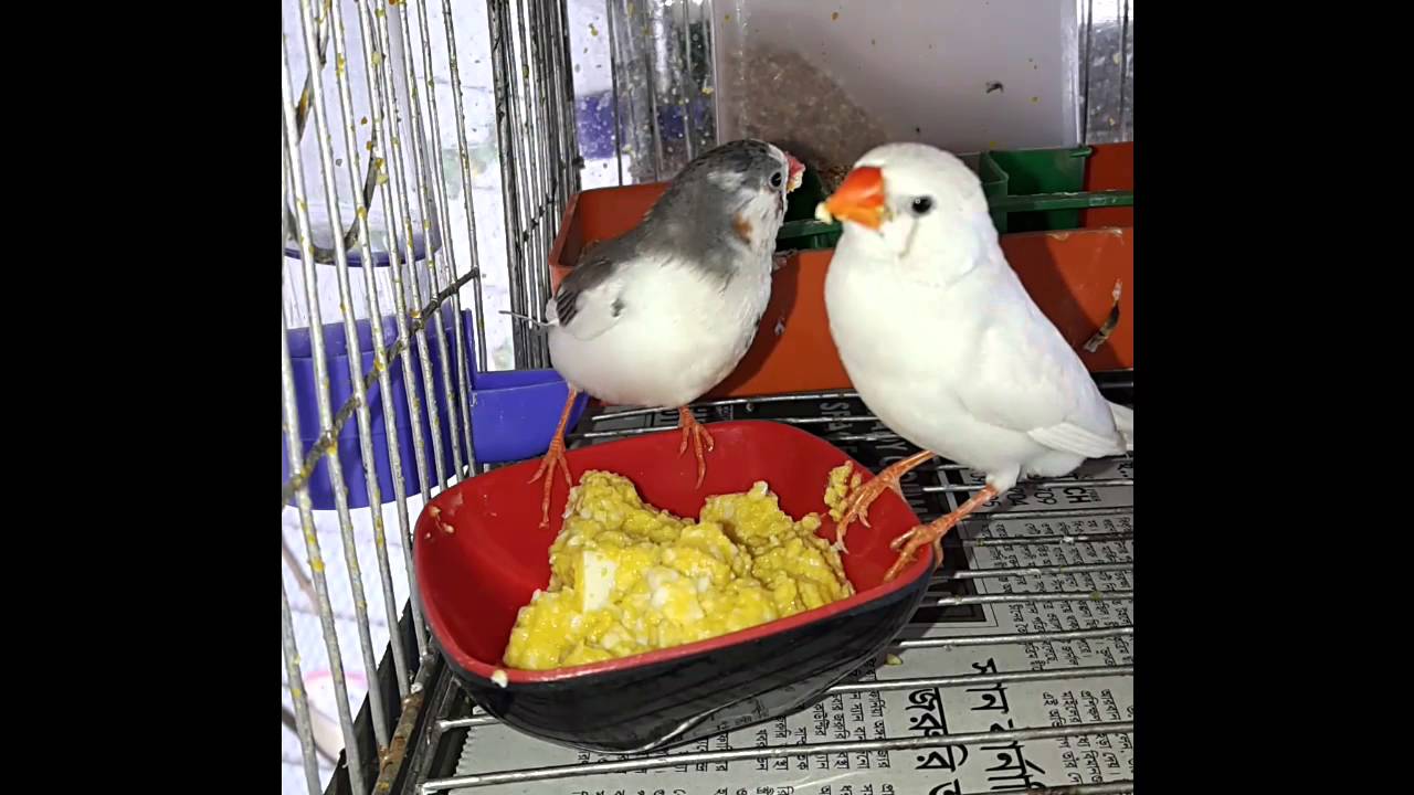 Finch eating Eggfood YouTube