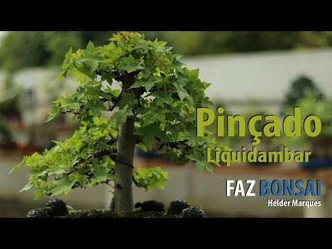 Video: Tajvanski Liquidambar