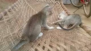 kitten cat crazy fighting funny moments