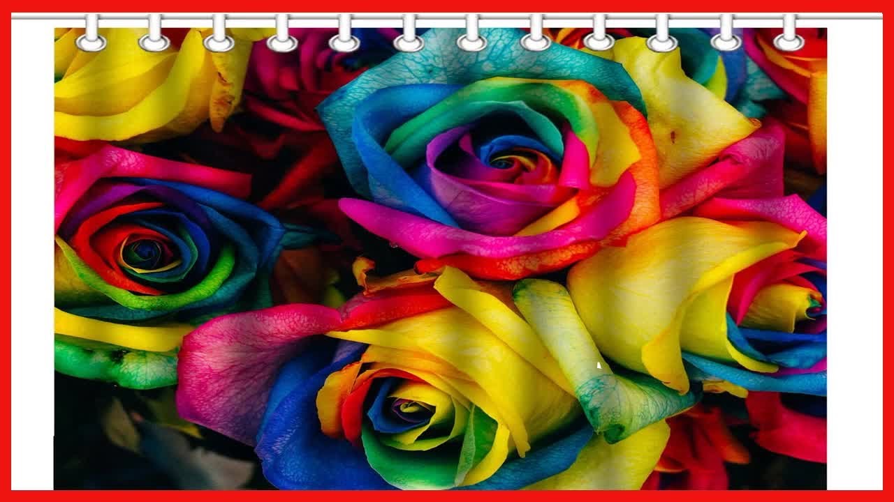 Great product -  Wknoon 72 x 72 Inch Shower Curtain with Hooks, Vintage Colorful Rainbow Rose Flower