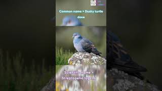 Scientific name of Dusky turtle dove