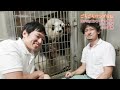 ごろごろパンダ日記BOX(2026)PR動画