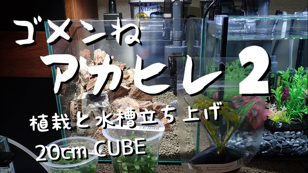 レイアウト水槽立ち上げ Part2 水草の植栽編【20cmキューブアカヒレ