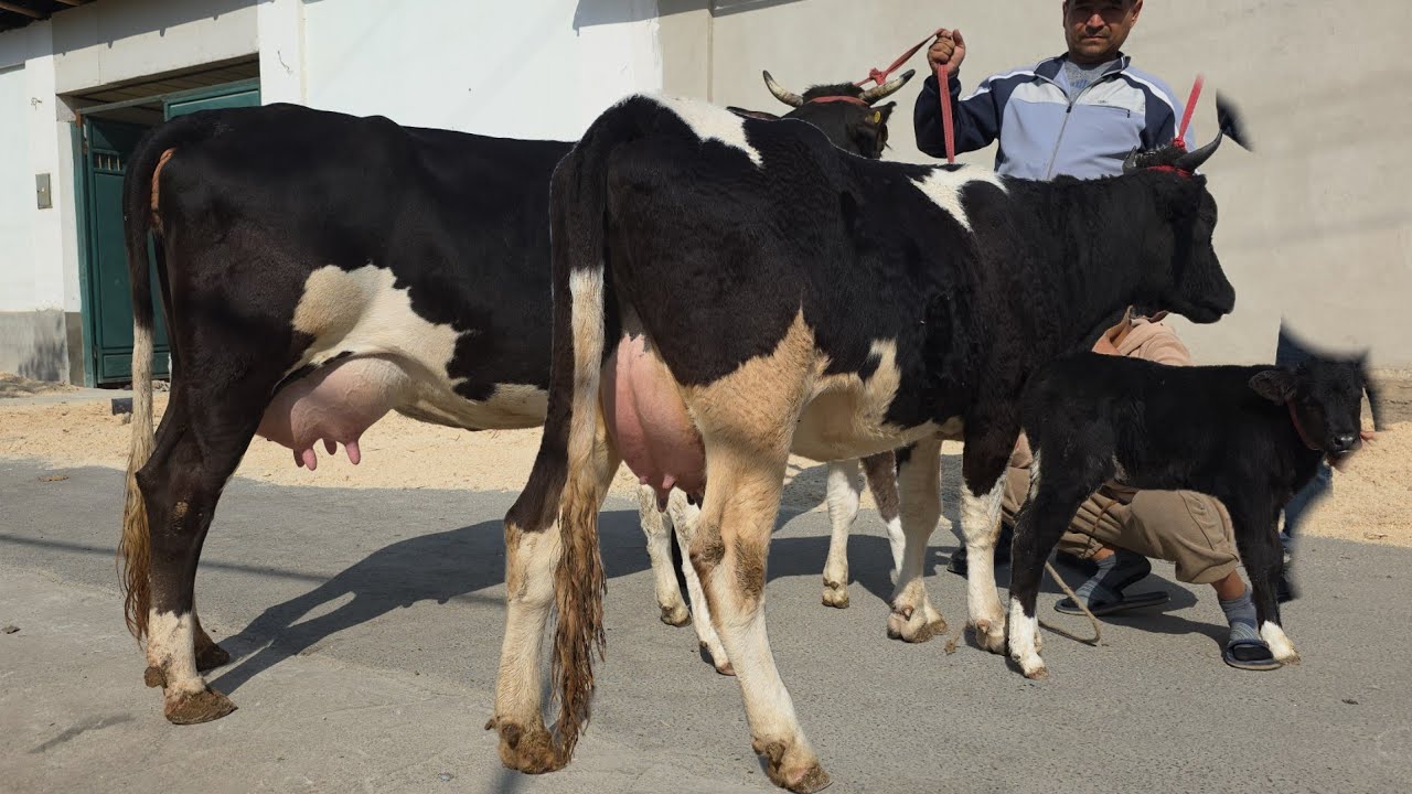 Yalangoch semiz ayollar dumbalarining rasmlari