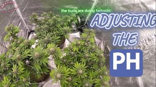 Adjusting the PH for the Purple Haze Seedlings June 12, 20225 (GOE420)