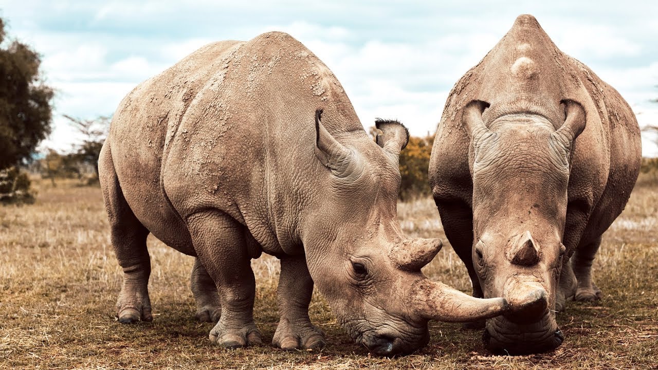 These Two Rhinos Are The Last Of Their Kind | Seven Worlds, One Planet |  BBC Earth - YouTube