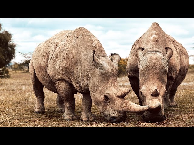 These Two Rhinos Are The Last Of Their Kind | Seven Worlds, One Planet | BBC Earth class=