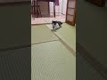 全身不随で寝たきりだった猫が半年ぶりに立ち上がる