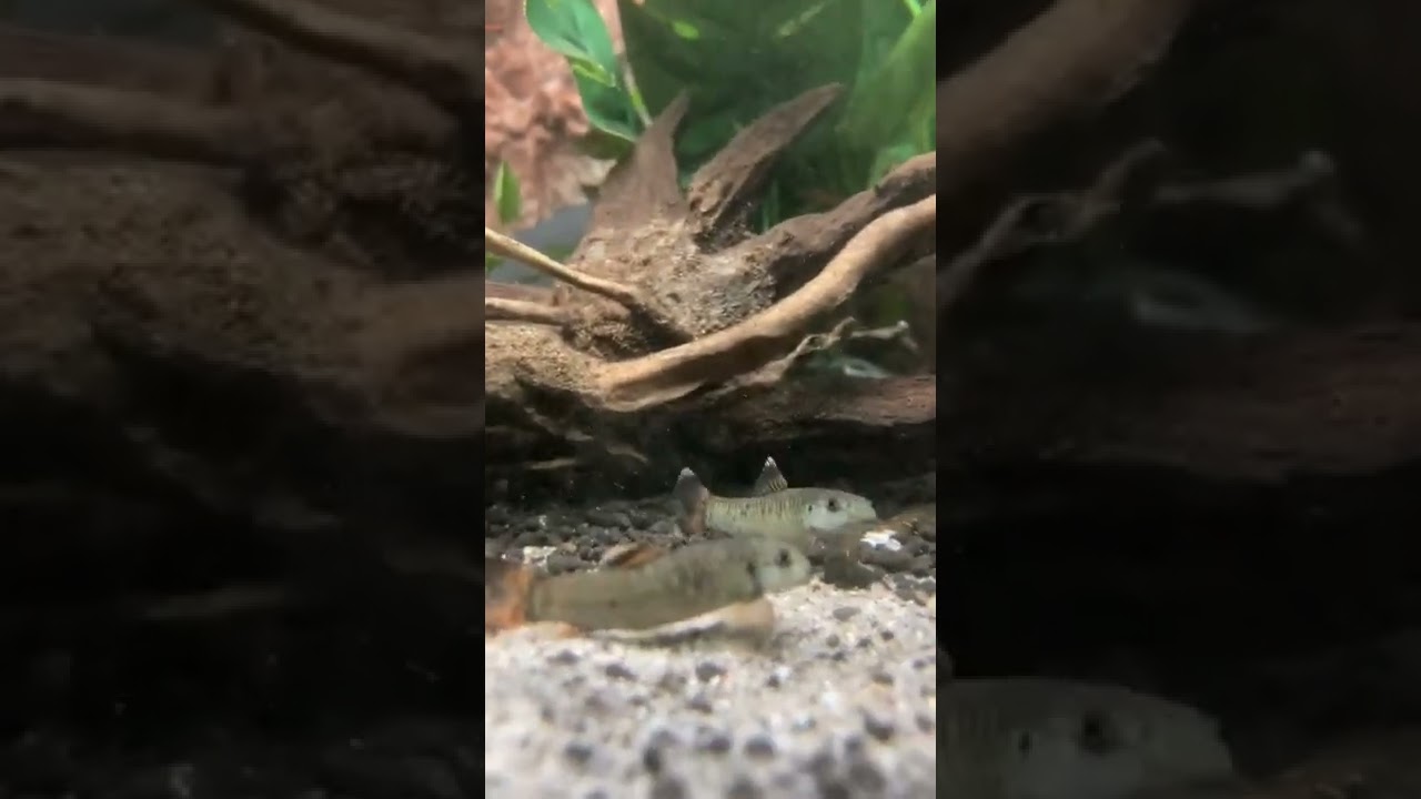 Panda Garra - Garra Flavatra Sparring 