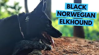 Black Norwegian Elkhound  TOP 10 Interesting Facts