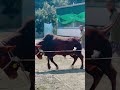 RCC breed #agro #cow #goru #dhaka #sreenagar #munshiganj #farm