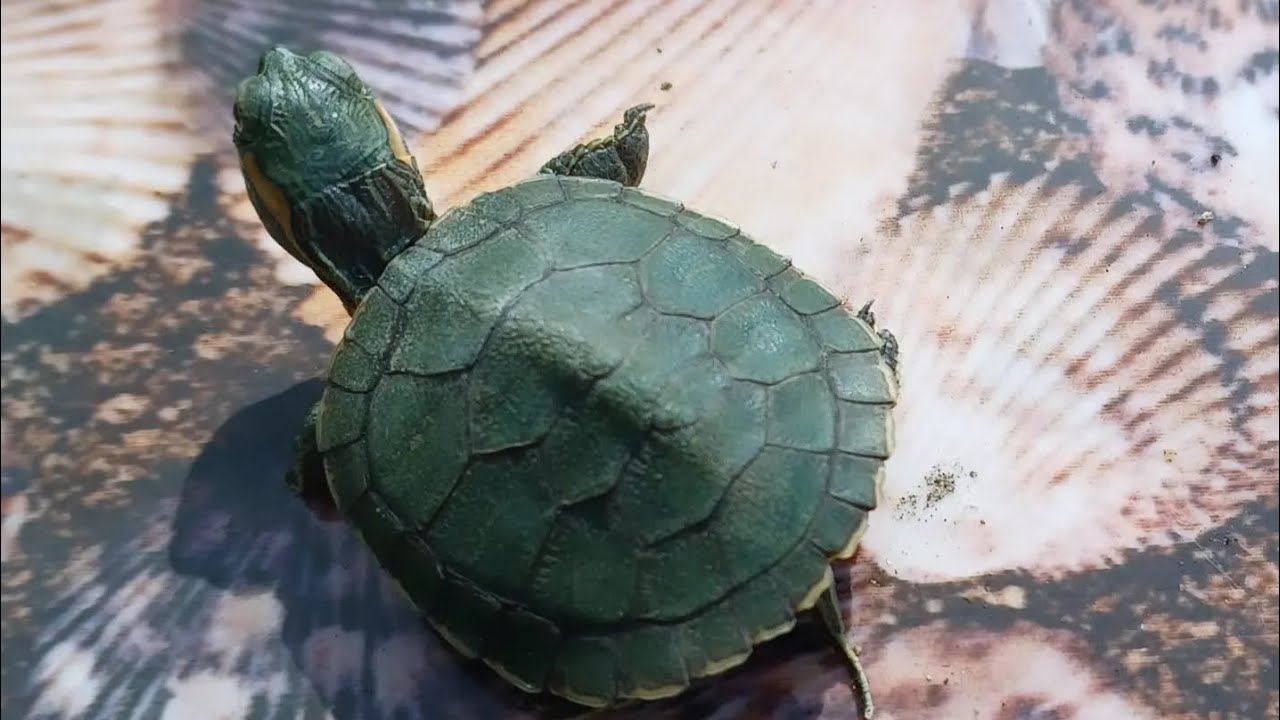 Tutu s Daily Life DIY Pet Toys Funny Animal Videos Pet Training tutu-s-daily-life-diy-pet-toys-funny-animal-videos-pet-training