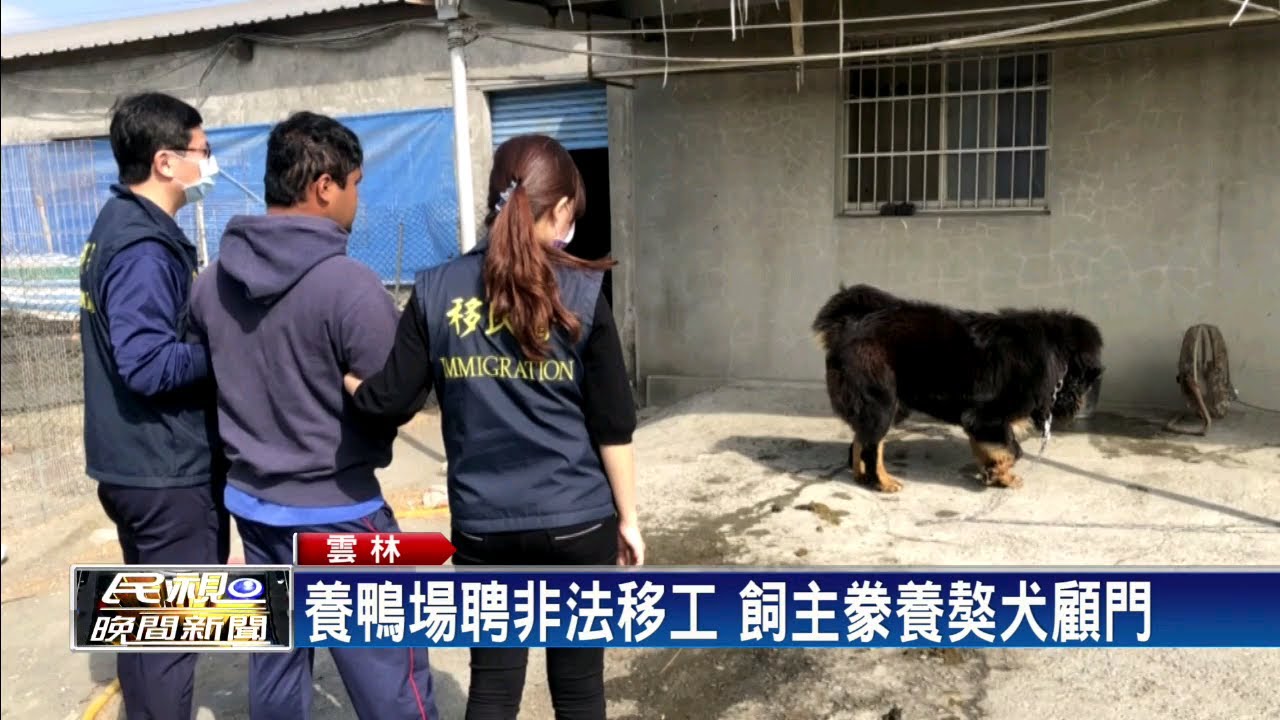 查養鴨場非法移工獒犬兇狠女隊員尖叫 民視新聞 Youtube