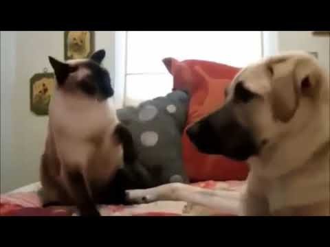 Gatos Enojados Vs Perros (Compilación graciosa) 2018