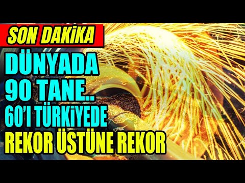 Video: Ülkedeki Mahzen