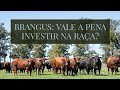 BRANGUS: CARACTERÍSTICAS E BENEFÍCIOS DA RAÇA BOVINA