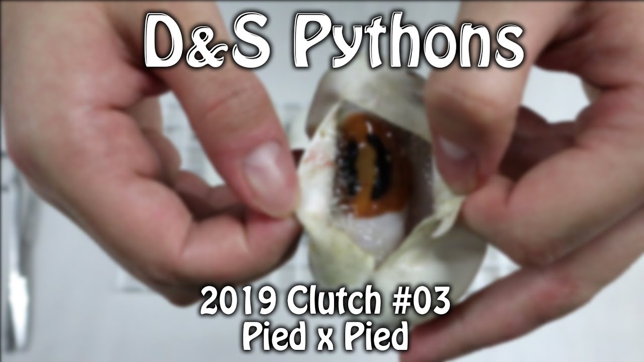 snake oil 2019 Clutch #03 | Pied x Pied