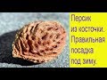 Персик из косточки. Правильная посадка под зиму. Выпуск 276