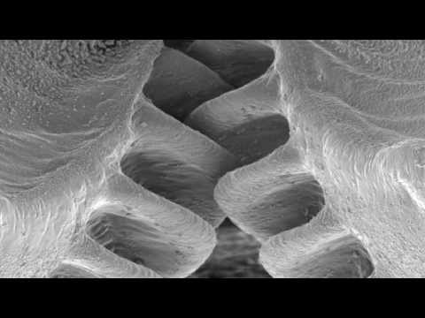 Video: Gears, Which Were Considered Possible Only As A Product Of The Human Mind, Are Found In Insects - Alternative View