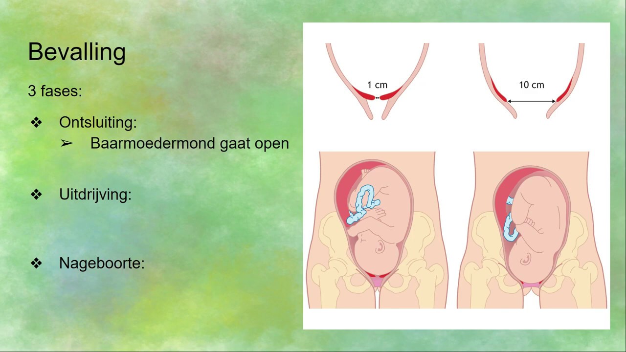 De 3 Fases Van Een Bevalling Youtube