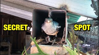 Birds Choose Noisy Steel Pipes for Safe Nesting (1) – Tireless Parent Magpie-Robin Protect Nest E167