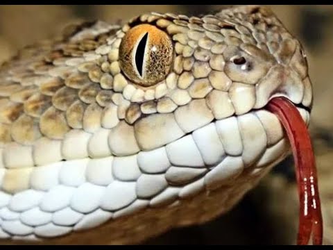 Гюрза – одна из опаснейших и коварных змей