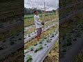 Installing bamboo stakes with bare hands -Agriculture farming #shorts