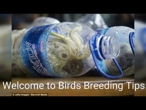 वीडियो: सीमा पार पक्षियों की तस्करी - सरकारी कृषि में साहसिक कार्य