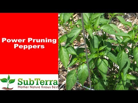 Video: Plant Peper In Die Grond
