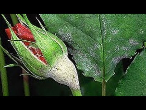 Video: Kako zaštititi baštensko drveće od štetočina