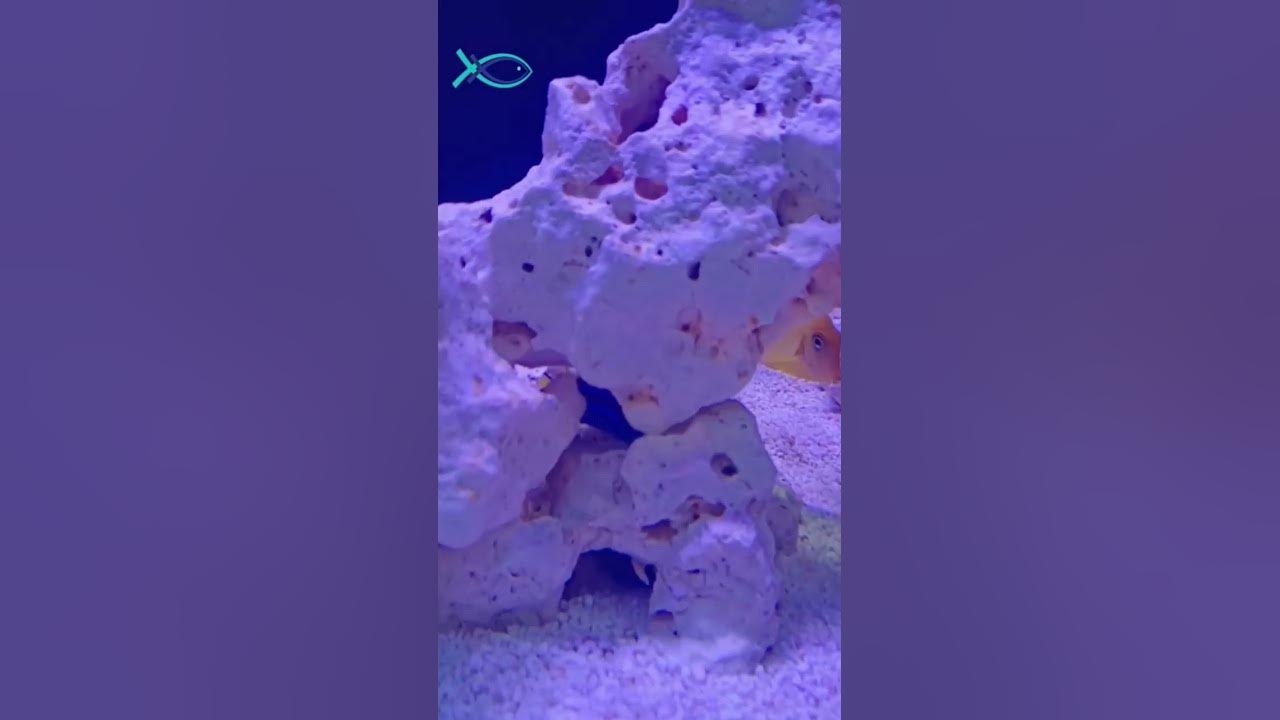 3Feet Marine Aquarium Setup in Chennai marineaquarium aquariumfilter