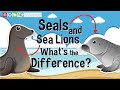 Seals and sea lions  whats the difference