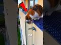 SCHLAUE KATZE: In einem Rohr festgesteckt, findet sie im letzten Moment einen Ausweg! 😺🔄🧠